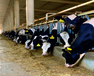 Dairy