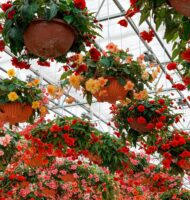 begonia flowers