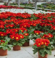 primrose flowers
