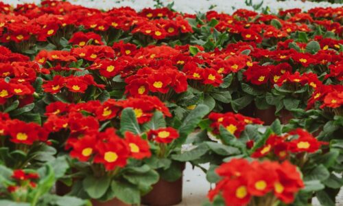 primrose flowers