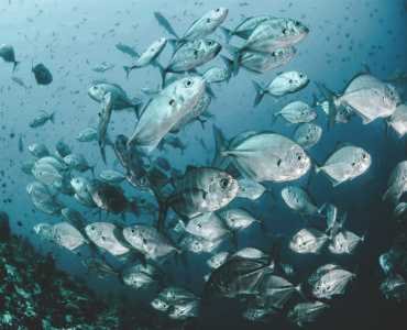 Aquaculture