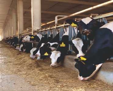 Dairy