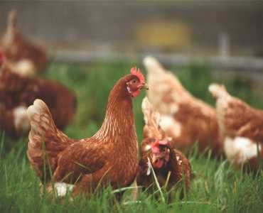 Poultry