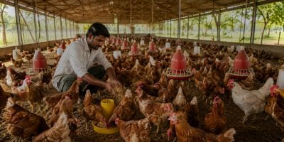 poultry poultry