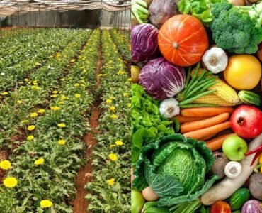 Horticulture-Sector