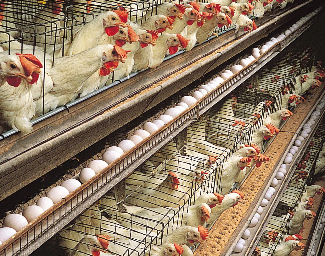 Agricultural Processing